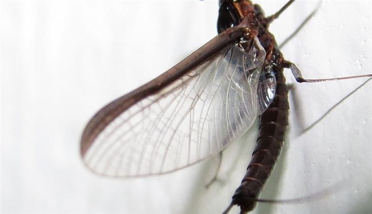 Leptophlebiidae: Choroterpes sp.